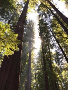 Opioid Withdrawals Eased With Use of Kratom