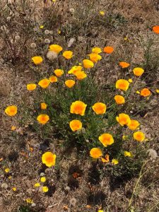 Why Recovering Addicts Should Spend Time in Nature 